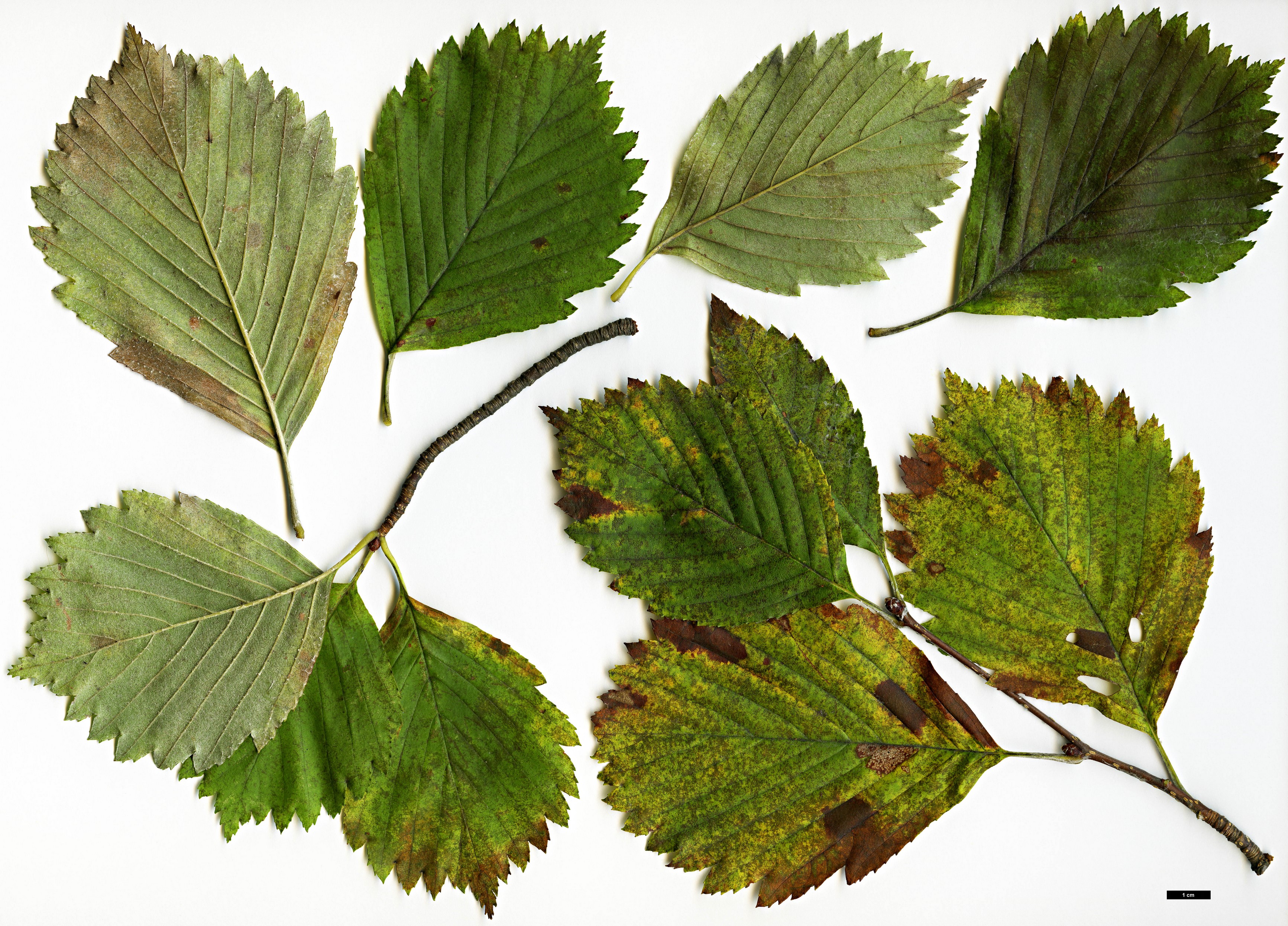 High resolution image: Family: Rosaceae - Genus: Sorbus - Taxon: japonica - SpeciesSub: var. japonica